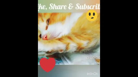 Cute Cat