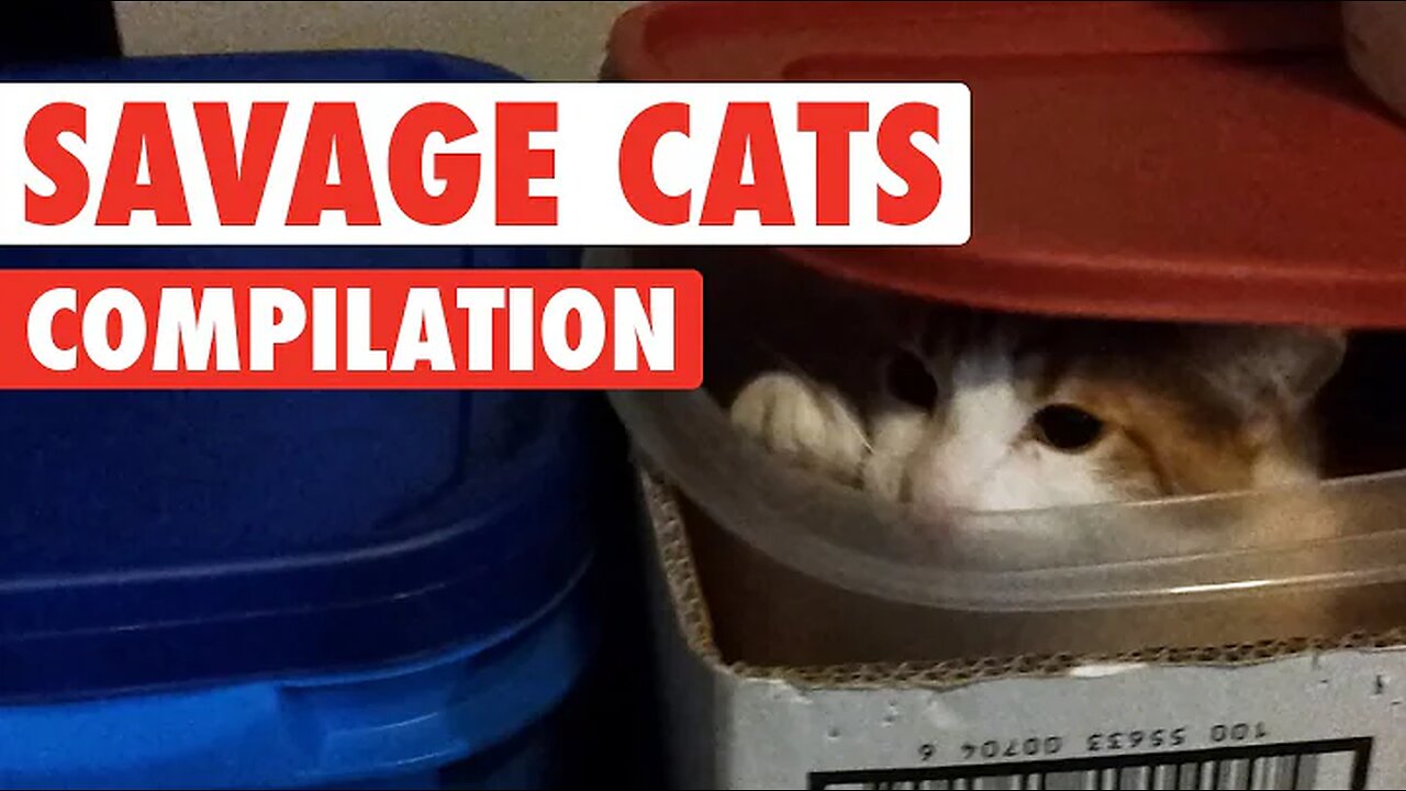 Savage Cats Funny Pet Video Compilation 2016