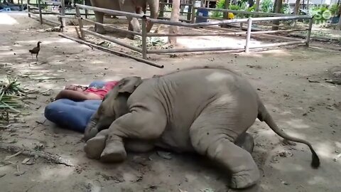 🐘 Baby Elephant puts Mahout out of mattress