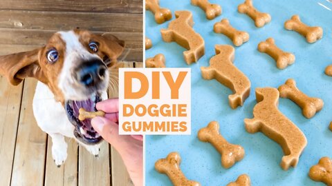 Homemade Dog Treats - Turkey Pumpkin Gelatin Gummy Bones