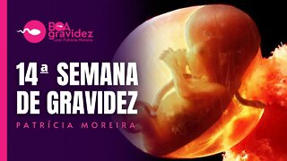 14 SEMANAS DE GRAVIDEZ - Gravidez Semana a Semana