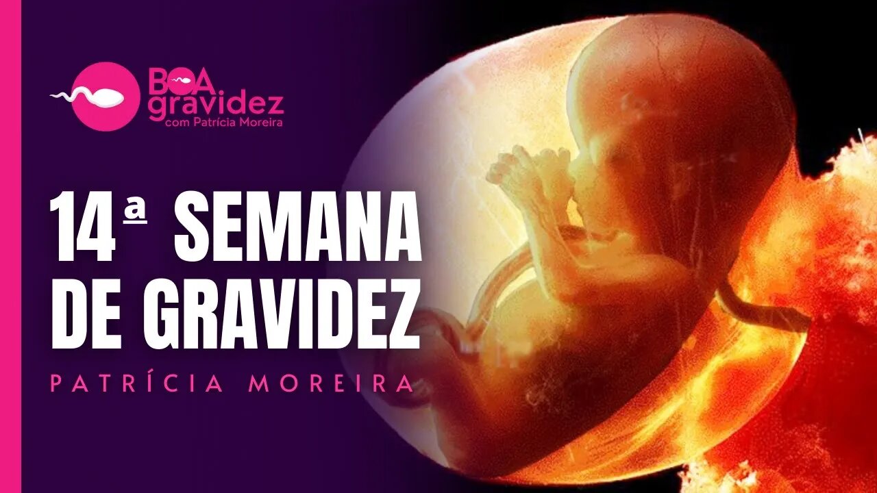 14 SEMANAS DE GRAVIDEZ - Gravidez Semana a Semana