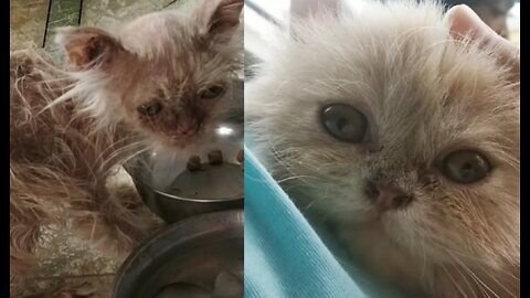 Rescued Little Kitty Has Amazing Transformation