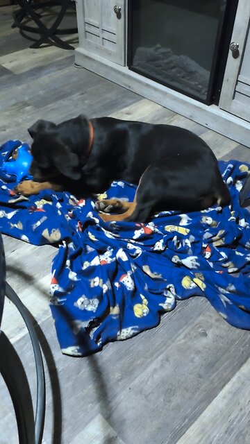 Playmate Bestfriends Dur 💓