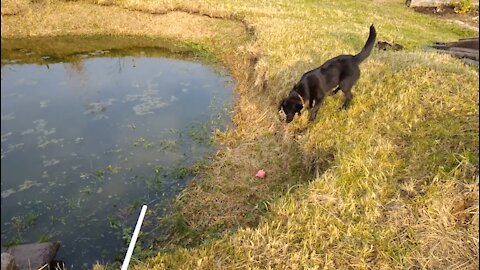 A dog is playing with a toy