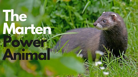 Marten Power Animal