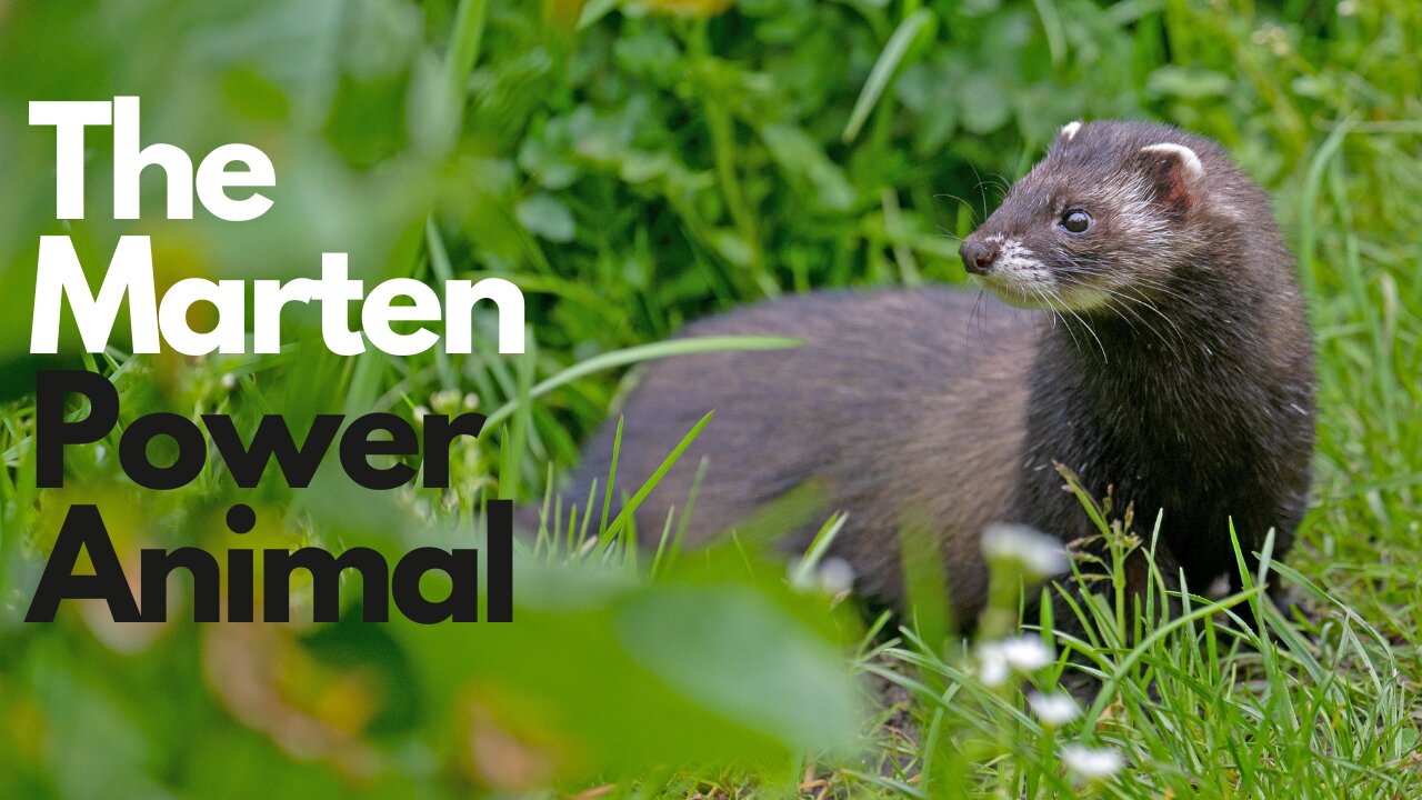 Marten Power Animal