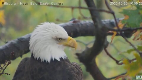 Hays Eagles Mom perches in the rain close up 2020 10 30 11:17AM