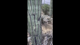 Saguaro cactus