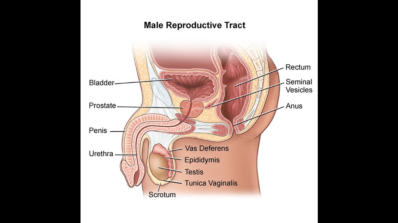 DR. ZEE-5 Simple Things to Reverse Erectile Dysfunction (ED)