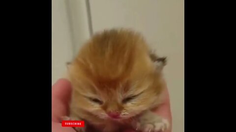 cute cat videos 😹 funny videos 😂1545