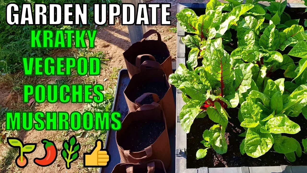 Kratky Hydroponics, Root Pouch Potatoes, Vegepod & MORE