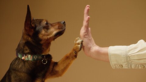 A Dog Puppy Human High 5 | Amazing Video