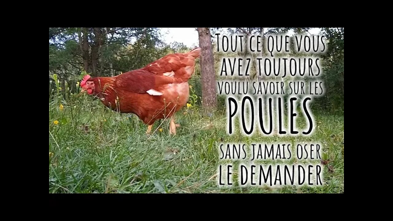 Commencer avec des POULES PONDEUSES! #216