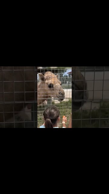 Amazing Animals Camel | Miami Local Spots By Brothers #shorts #miami