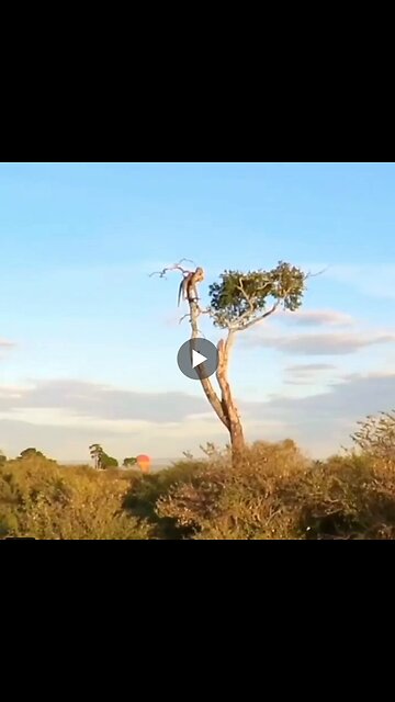 A leopard watches the sunset, perched high in a tree in the Masai Mara, Kenya.