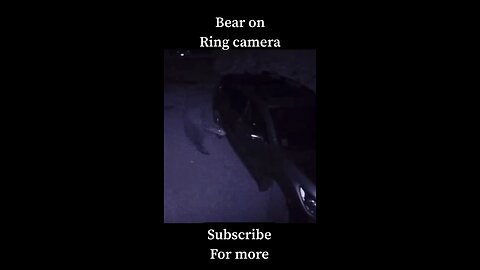 Bear on Ring camera