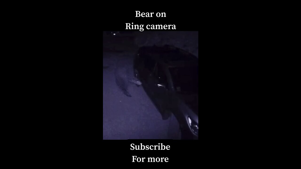 Bear on Ring camera