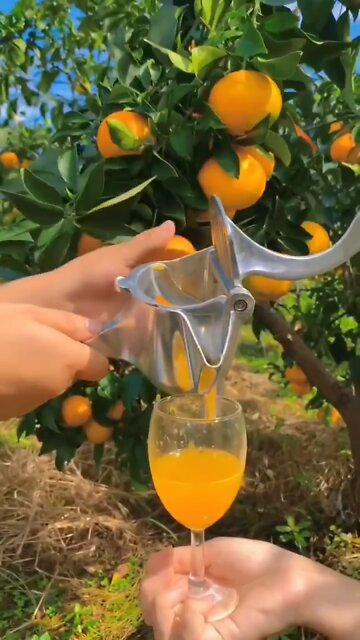 Orange Juice 🍊🍊🍊