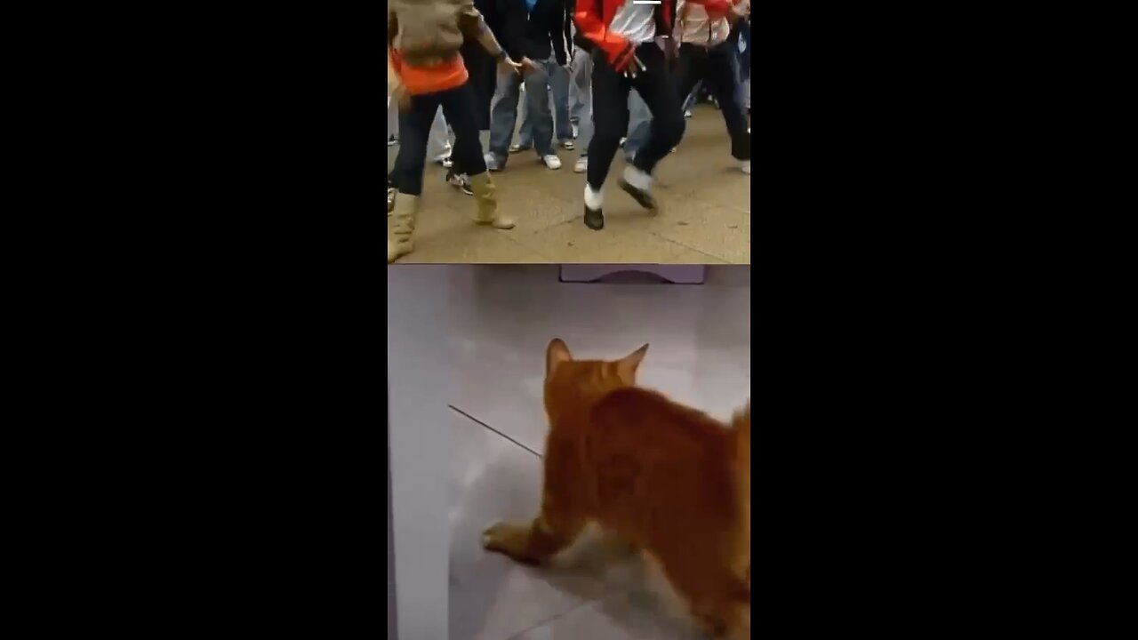 Cat dance