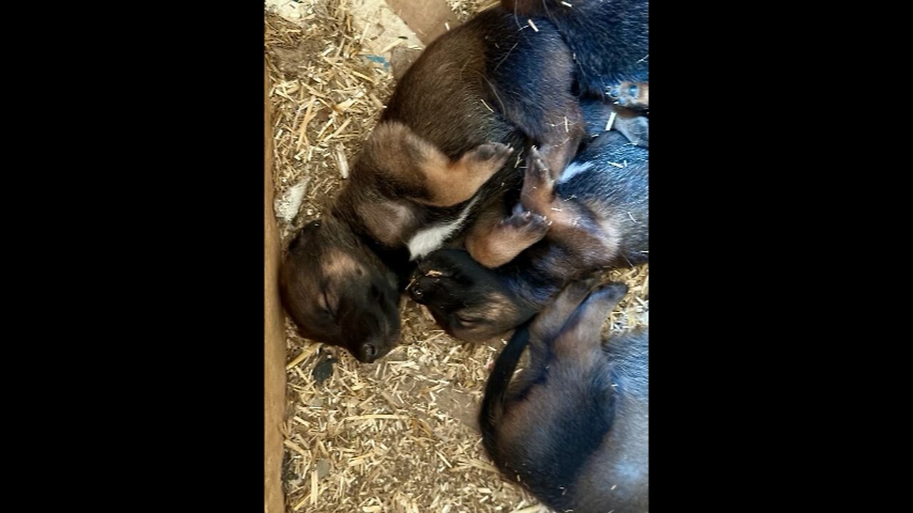 SD Shepinois Puppies Update 8.30.24