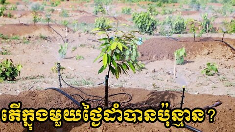 តើក្នុងមួយថ្ងៃដាំបានប៉ុន្មានដើម ? | ការដាំទុរេនអោយបានត្រឹមត្រូវ - How To Grow Durian