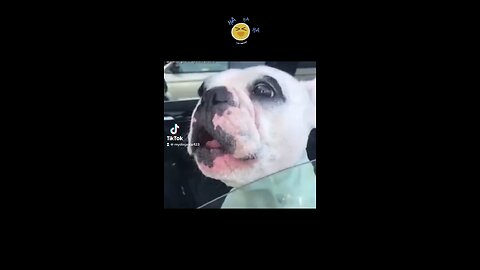 Most viral funny dog videos of the week! 😂