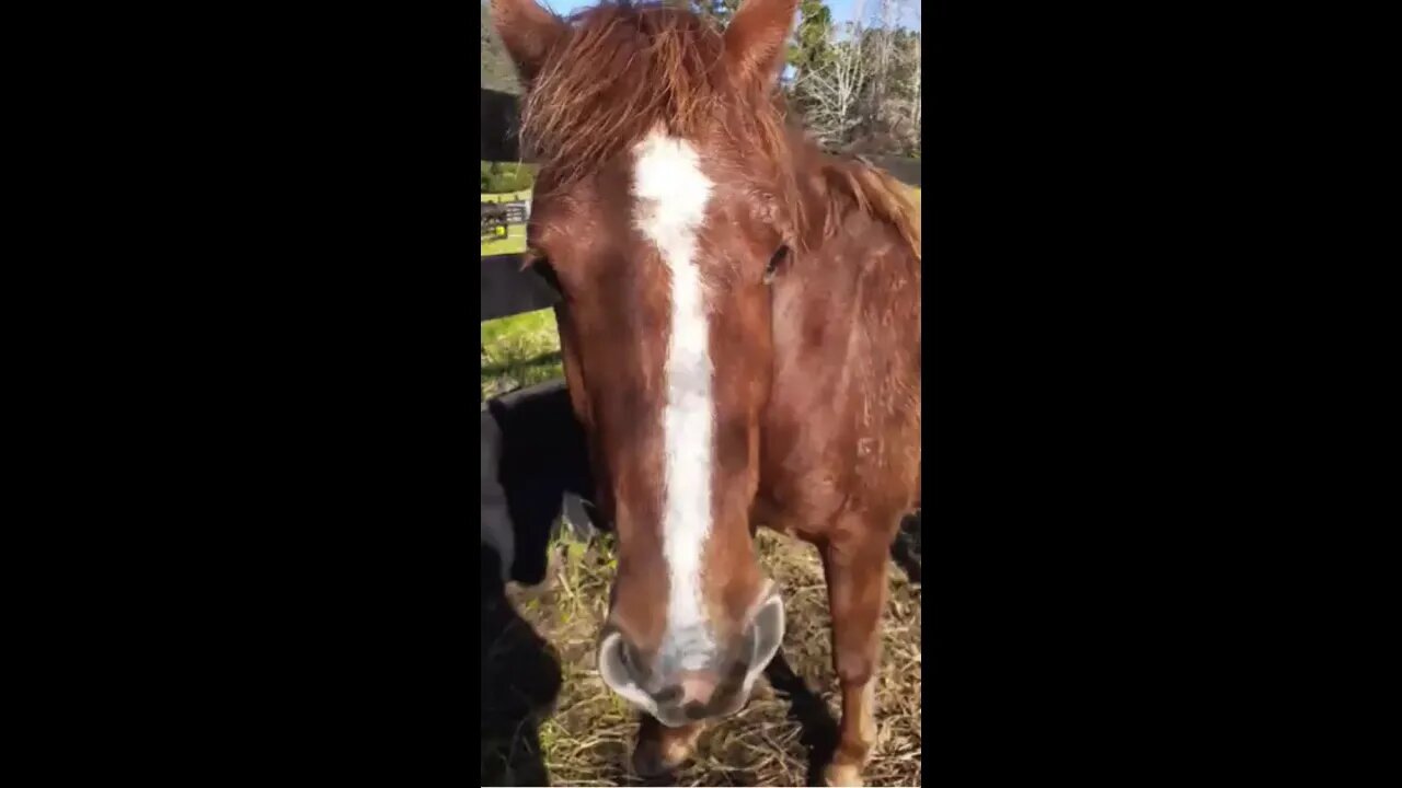 I'm working more with Banjo and took a moment to take a little video, he's a good boy.
