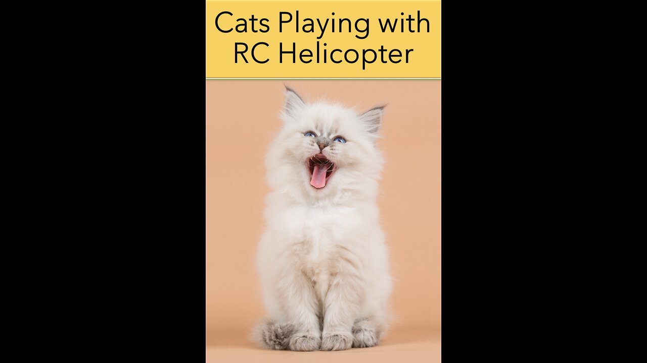 Cute Cats Playing with RC helicopter watch what happens next!