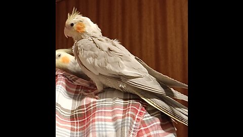 Cute baby cockatiel is finding his voice