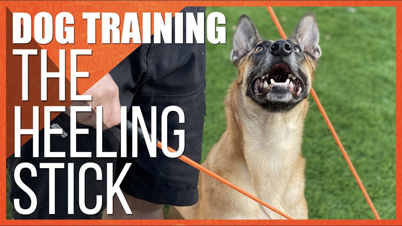 Dog Training with the Heeling Stick. Advanced Obedience