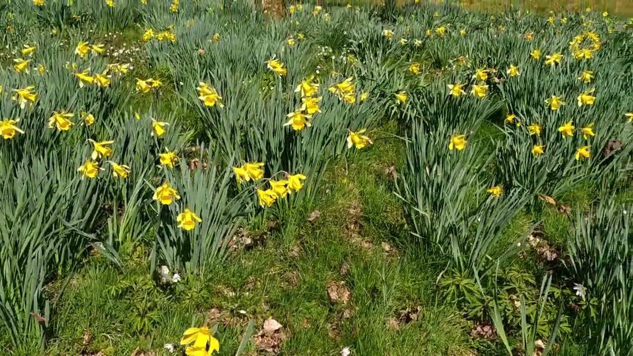 View of Parkanur Manor and garden full of daffodils and anemones