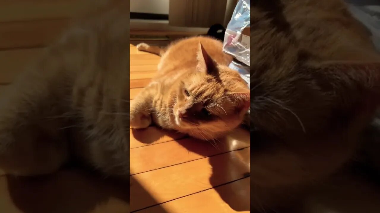 Meowing golden cat