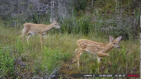 Spotted fawn on video! A few new ones. The fawns are abundant this year.