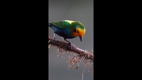 Colorful Birds