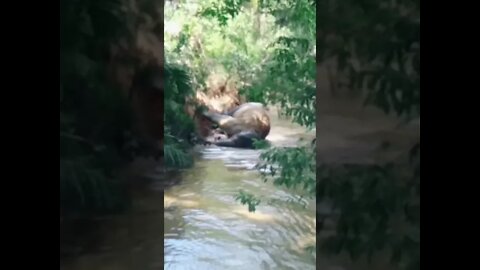 Gajah mandi di sungai