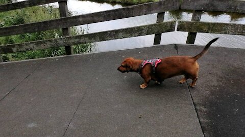 Cute little short-legged dog running