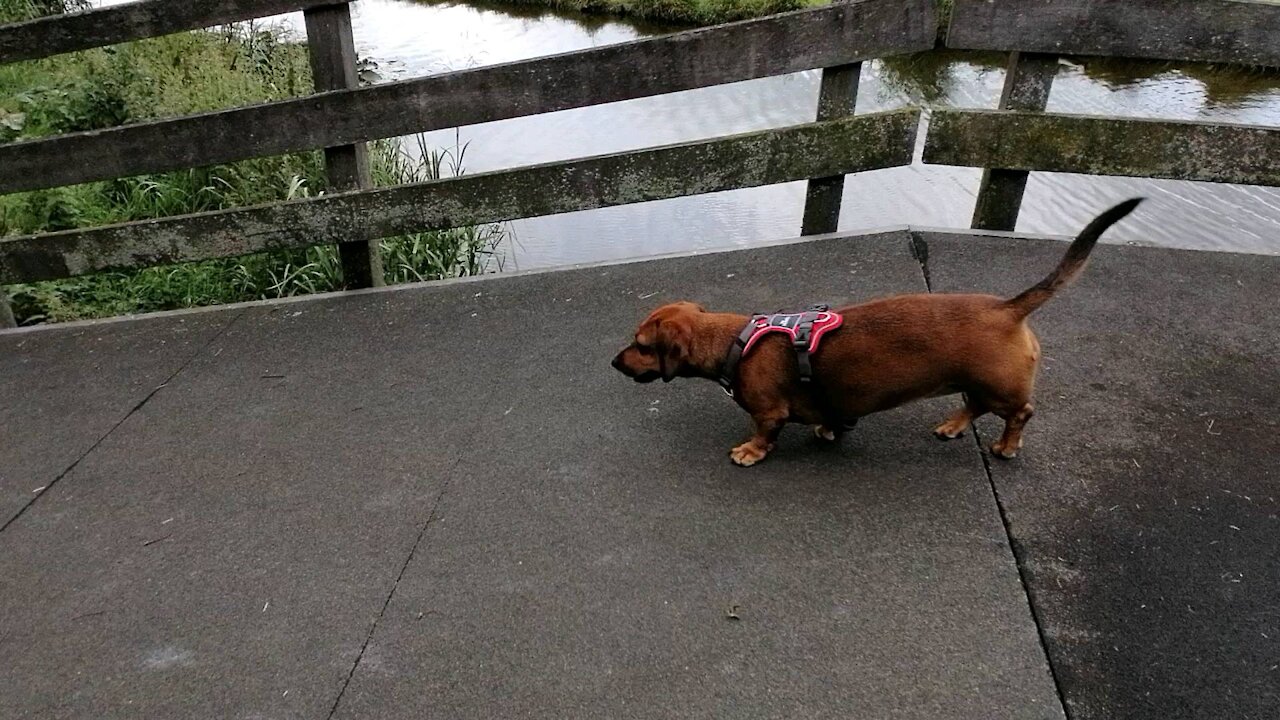 Cute little short-legged dog running