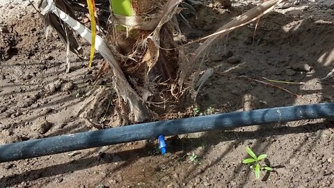 IRRIGAÇÃO nas plantas Gotejador ajustável #Nordeste