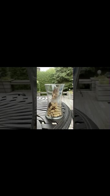 Cute Squirrels munching peanuts