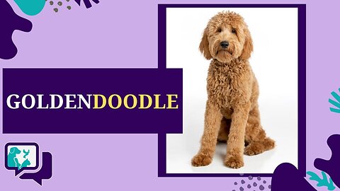 GOLDENDOODLE: TUDO SOBRE A RAÇA