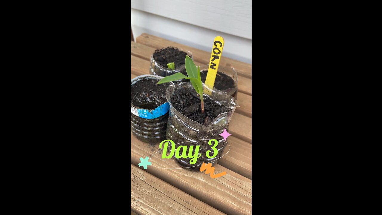 Plant growth daily update day 3