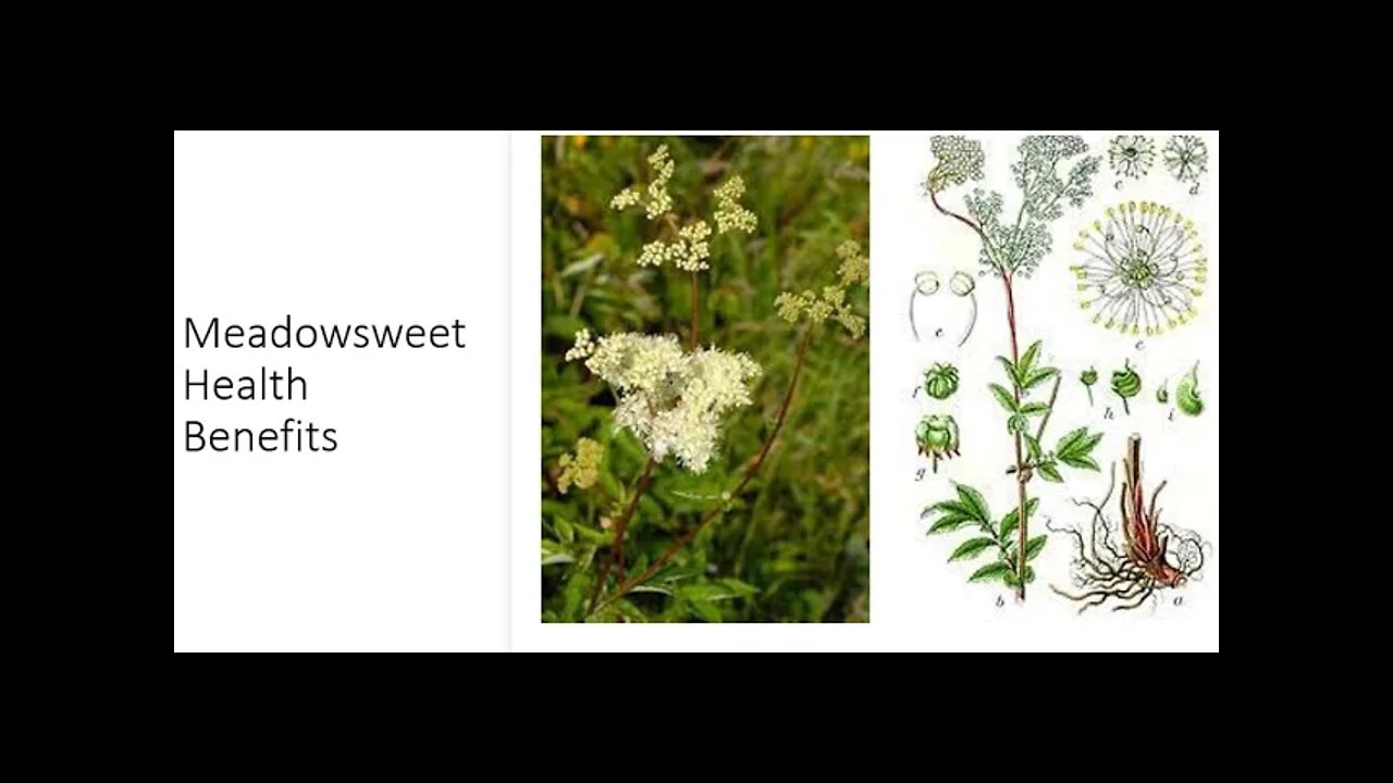 Meadowsweet Benefits