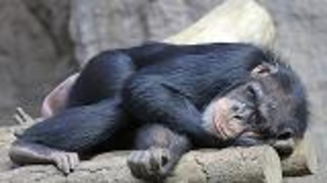 Half the Legs, Half the Energy?