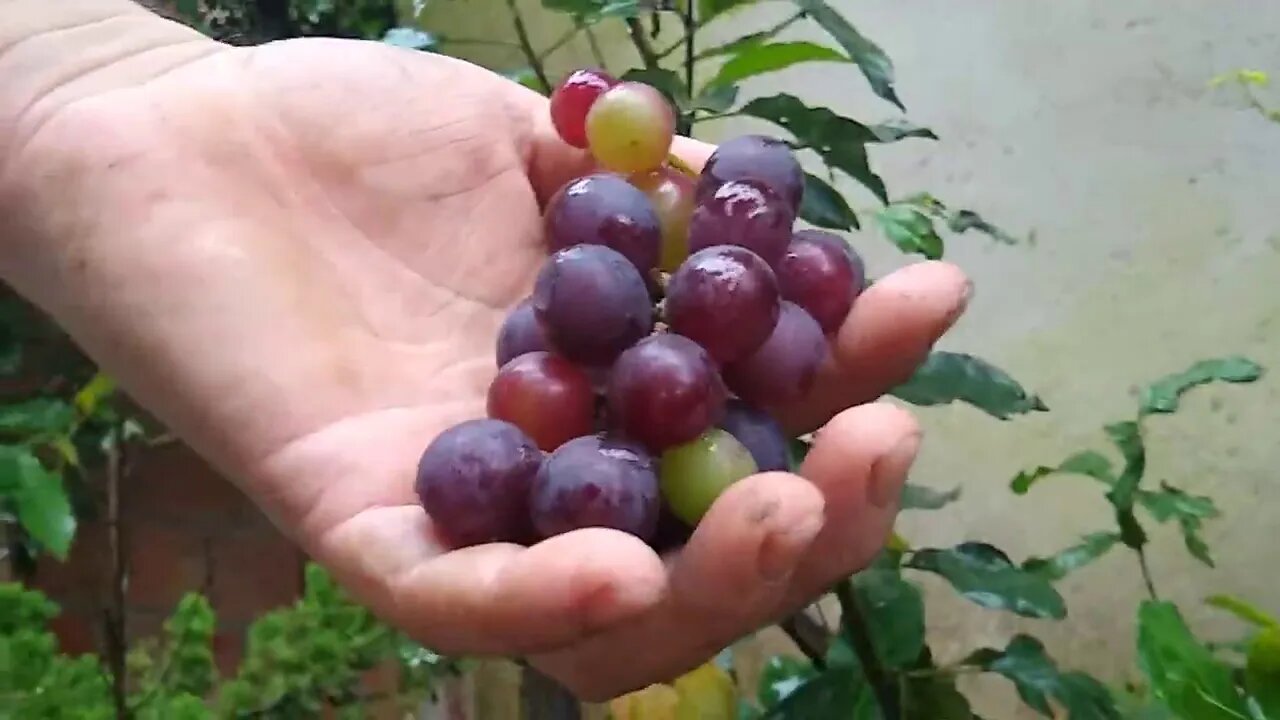 frutiferas produzindo em vaso colheita de mirtilo maçã e uva produção orgânica