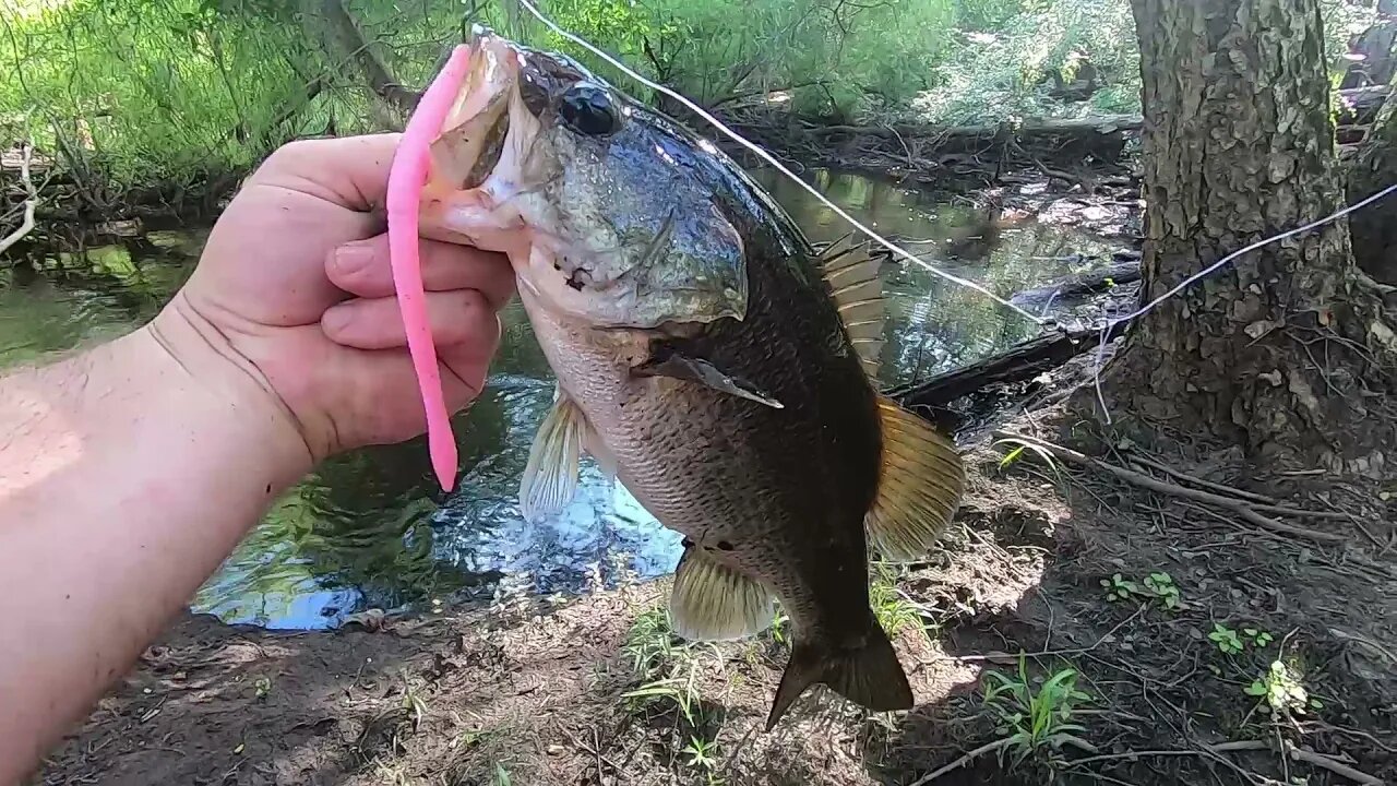 Is this the Best Bass Fishing River in Georgia? (25+ catches) *Canoochee