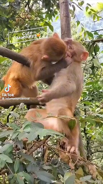 Playful Primates: A Collection of Adorable Monkey Videos"