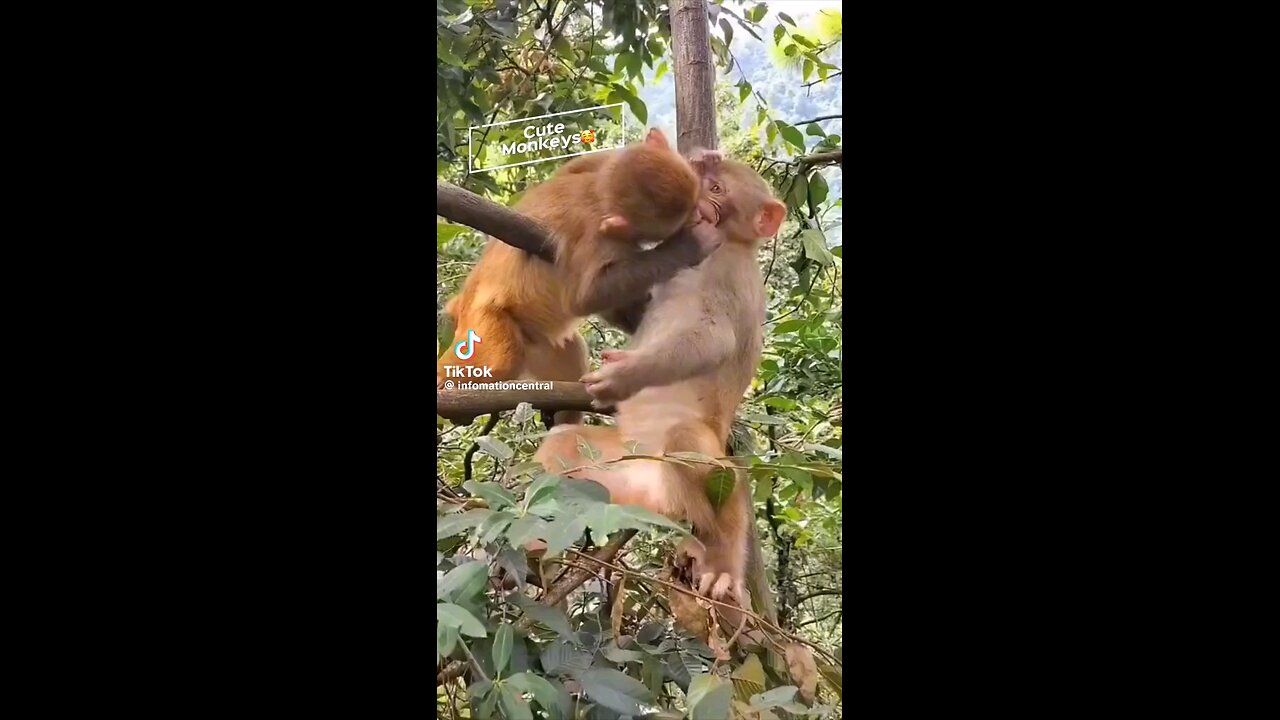 Playful Primates: A Collection of Adorable Monkey Videos"