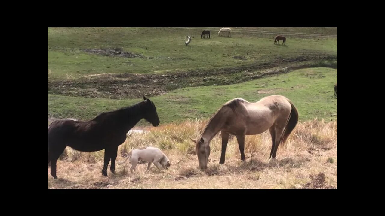 Henry the dog eating with the horses