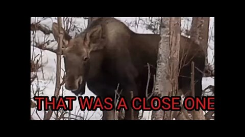 CLOSE ENCOUNTER OF THE MOOSE KIND